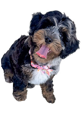 Phantom Merle Goldendoodle Puppy