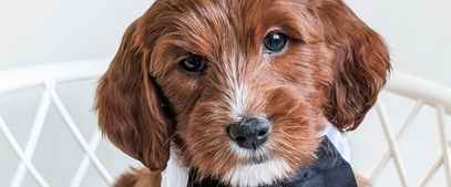goldendoodle puppies in michigan