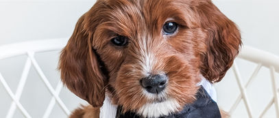 goldendoodle puppies in michigan