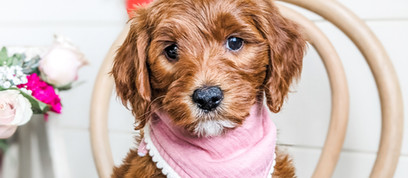 Miniature Goldendoodle breeder west Michigan
