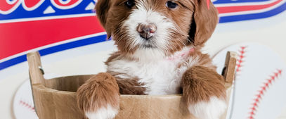 best goldendoodle breeder in michigan