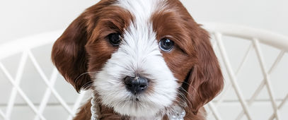 Red Tuxedo Goldendoodle Puppy