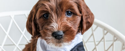 cute puppies in michigan