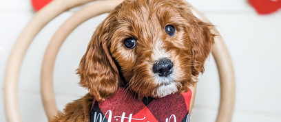 Miniature Goldendoodle breeder west Michigan