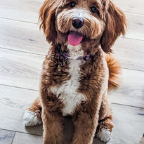 red tuxedo goldendoodle