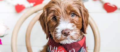 Mini Goldendoodle breeder Michigan