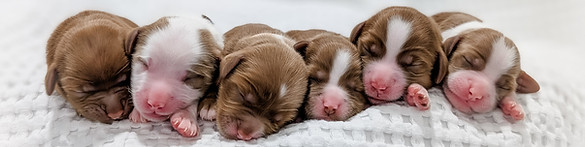 red tuxedo goldendoodle puppies in Michigan