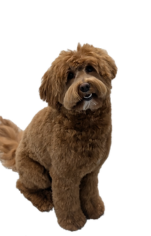 Red goldendoodle dog Michigan