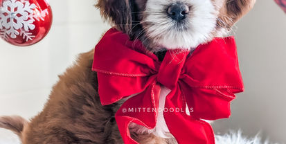Red Tuxedo Goldendoodle
