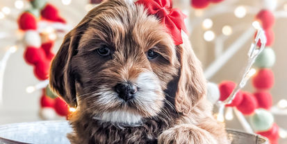 Mini goldendoodle puppies in Michigan