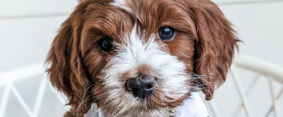 red tuxedo goldendoodles