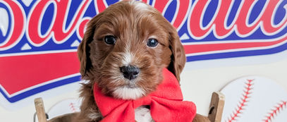 miniature goldendoodle puppies for sale