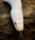 Nemo, Corn Snake