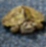 Crush, Mississippi Map Turtle