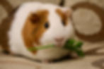 Pistachio, Guinea Pig