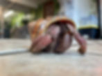 Hermit Crab