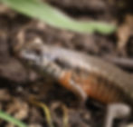 Jet, Kenyan Zebra Skink