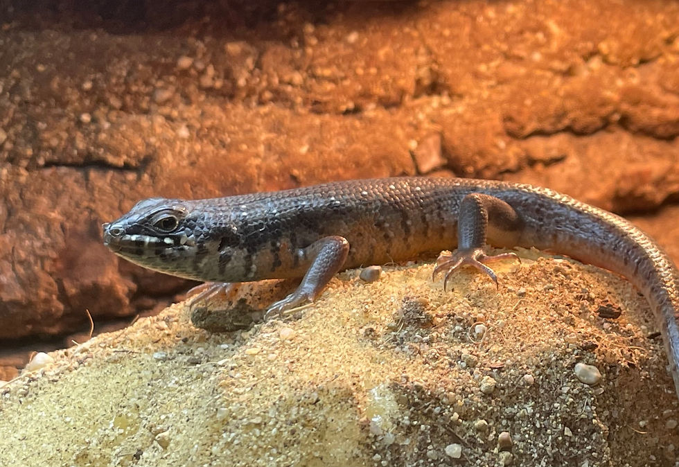 Jet, Kenyan Zebra Skink