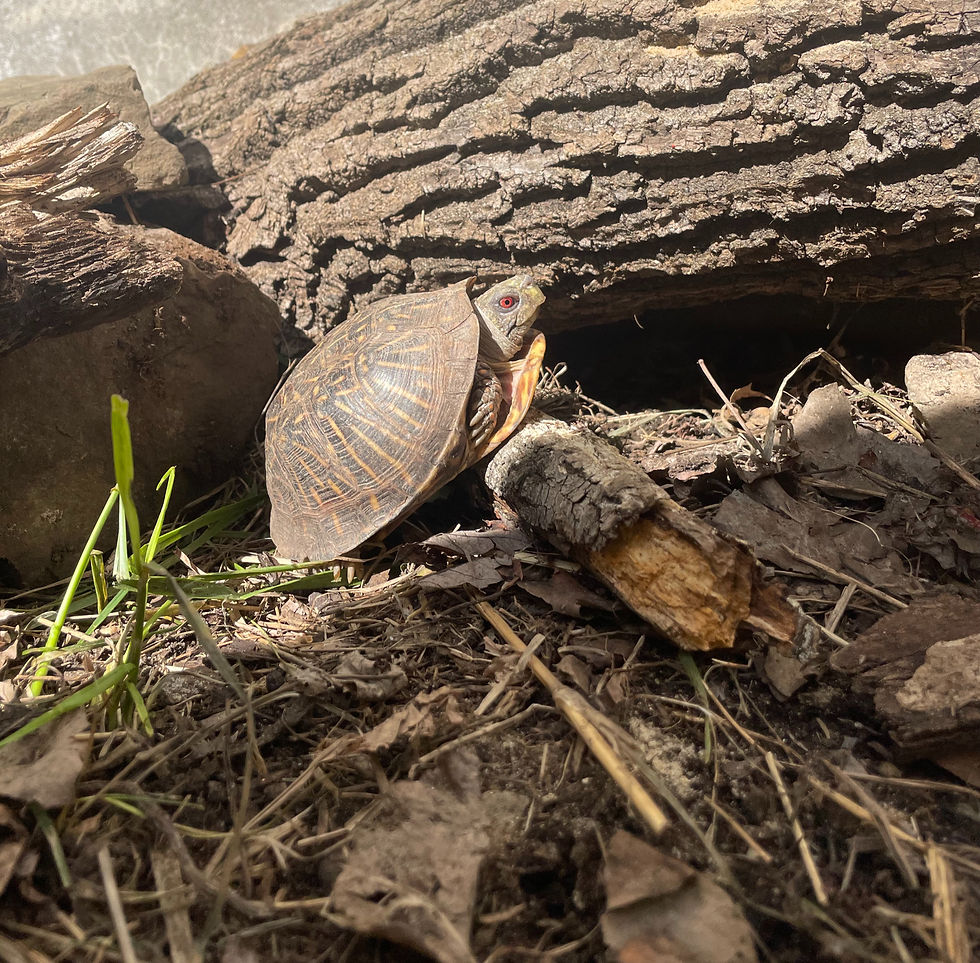 Workshop: Spring Into Nature! 