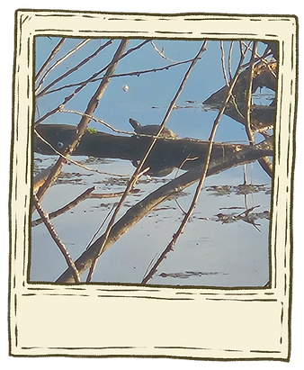 Pics(17)_edited.png