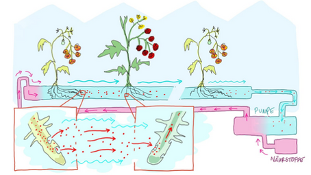 Verbreitung von stabilen Pflanzenviren durch die Übertragung dieser Viren mit Bewässerungswasser bzw. Nährlösung in einem rezirkulierenden hydroponischen Anbausystem.