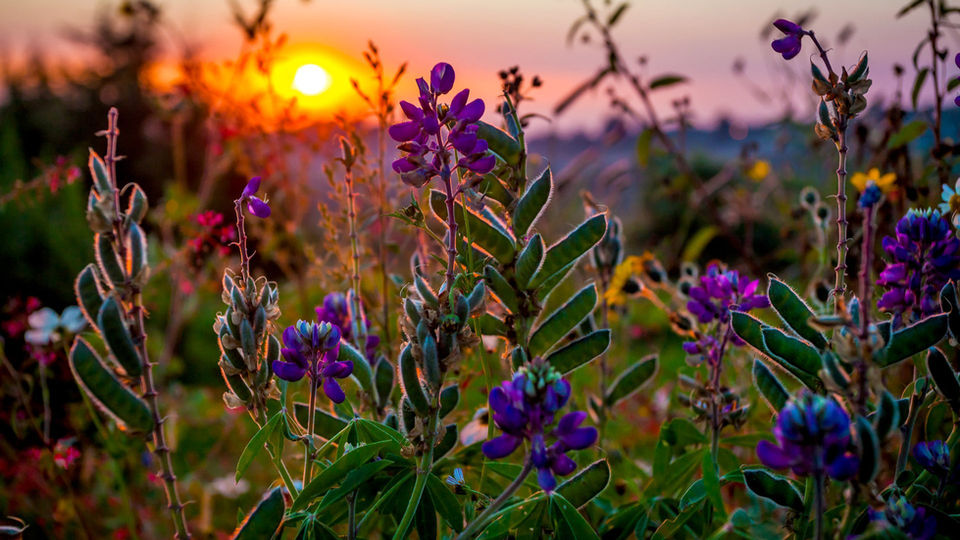 Vibrant wildflowers at sunset