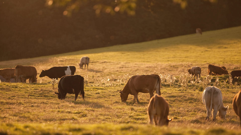 Scenic view near Hunters Crossing Estates