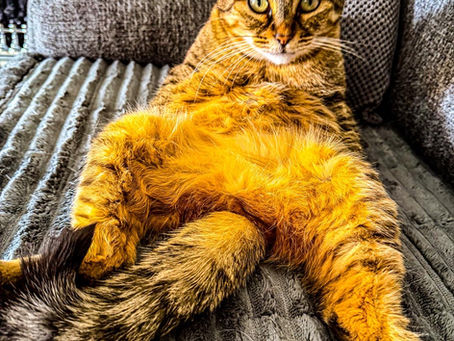 we don’t forget our feline friends either! 🐱