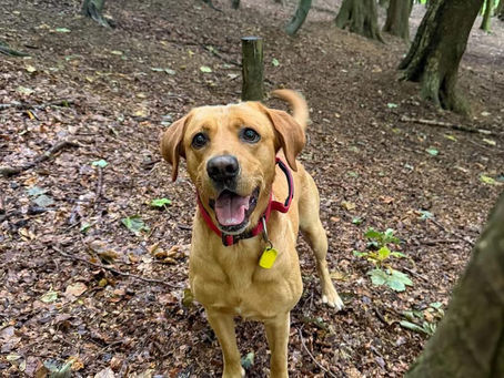 🐾😍 Handsome? That’s an Understatement! 😍🐾