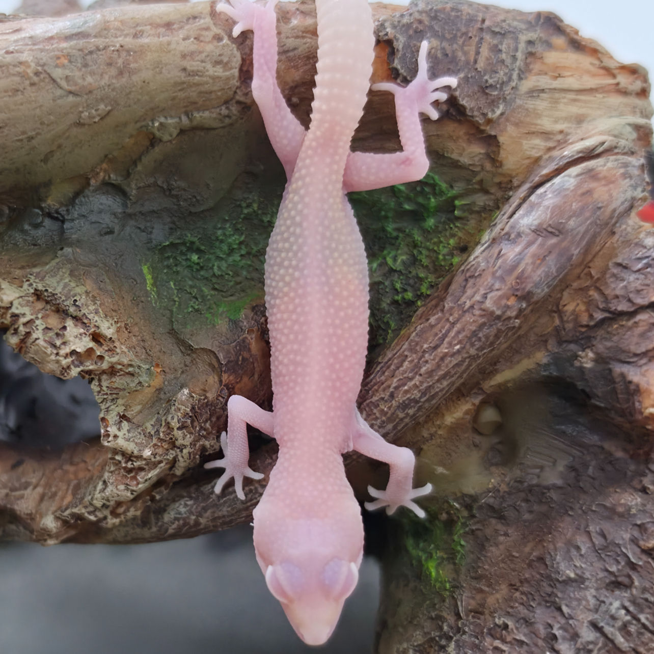 KAIL-ALBINO-LEOPARD-GECKO