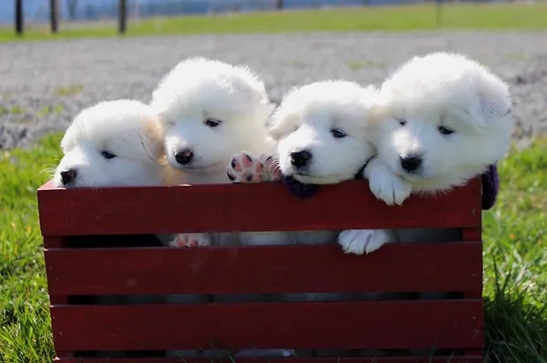 long run samoyeds