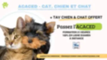 Formation ACACED Chien et Chat en Ligne – Attestation Officielle et Reconnue