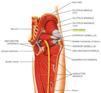 piriformis.jpg