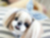 Pretty Puppy at Bougie Babies Pet Grooming