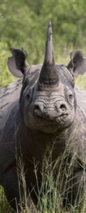 rhinooooo-190x300.jpg