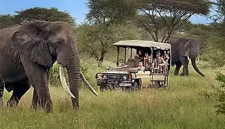 Tanzania safari tours