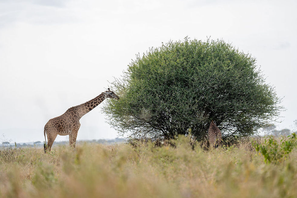 Serengeti giraffe