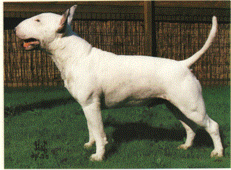 Bullterrier02.gif