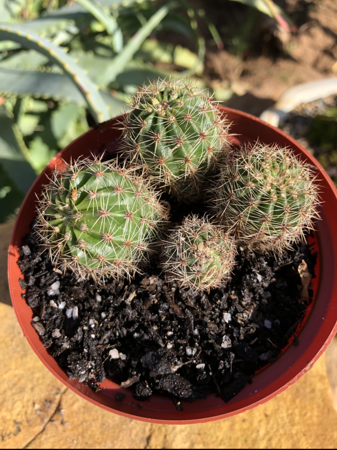 Cactus 9cm pot 