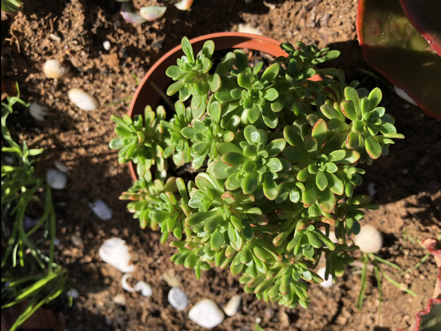 Aeonium sedifolium 9cm pot 