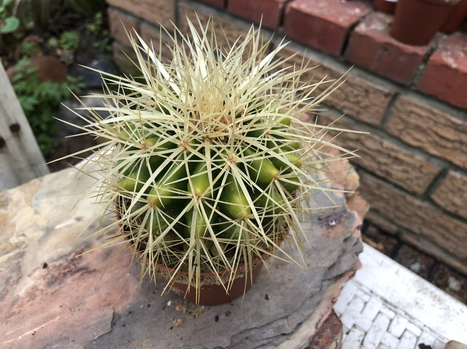 Echinocactus grusonii, popularly known as the golden barrel cactus. 10.5cm pot