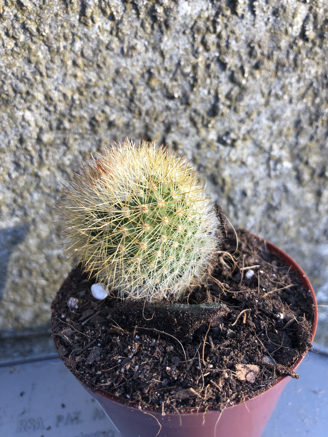 Cactus 8cm pot 