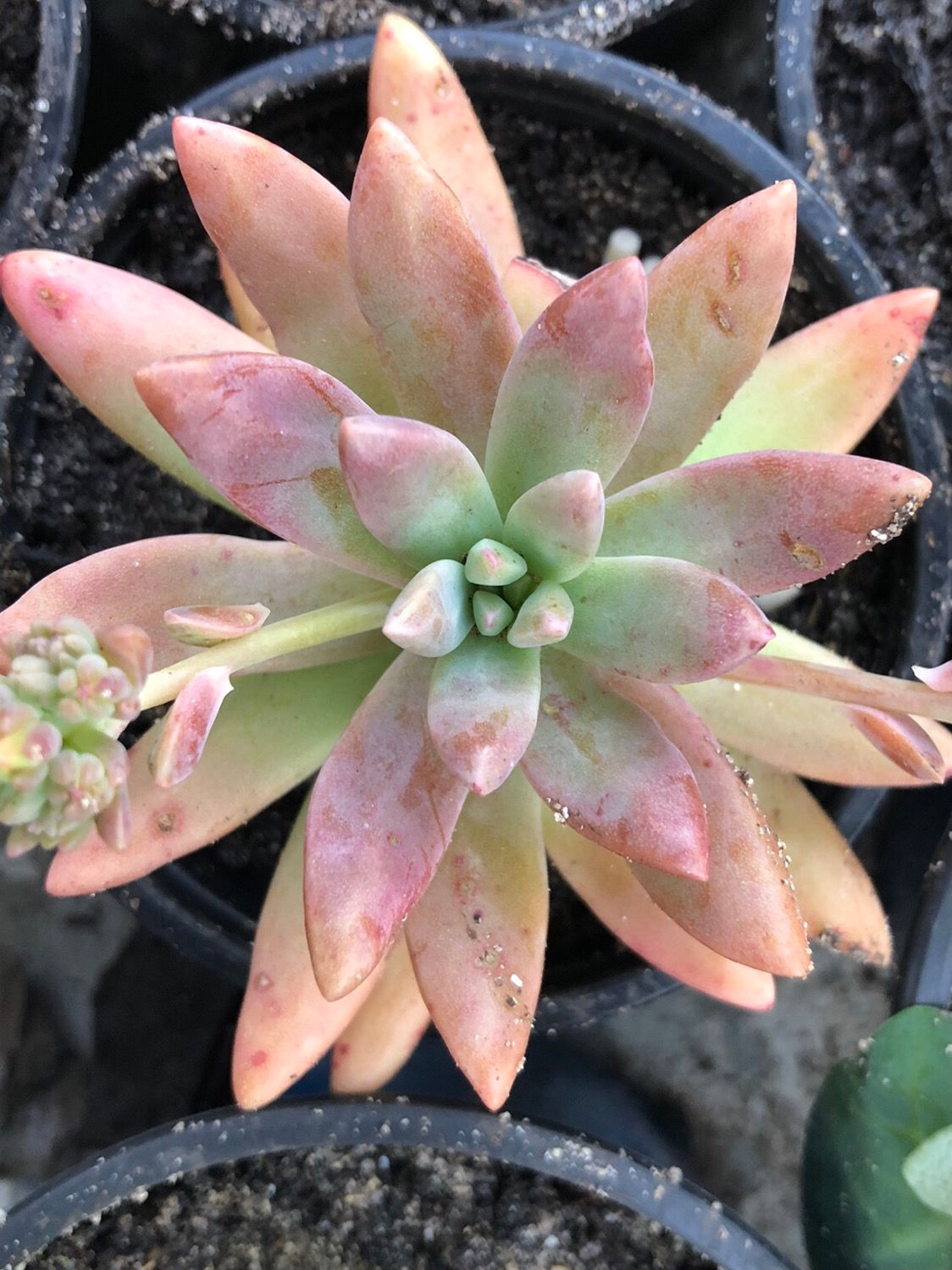 Graptosedum 'Francesco Baldi