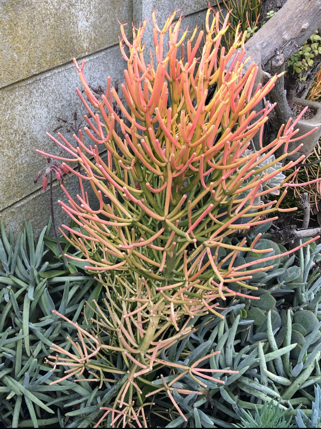 Euphorbia tirucalli cuttings
