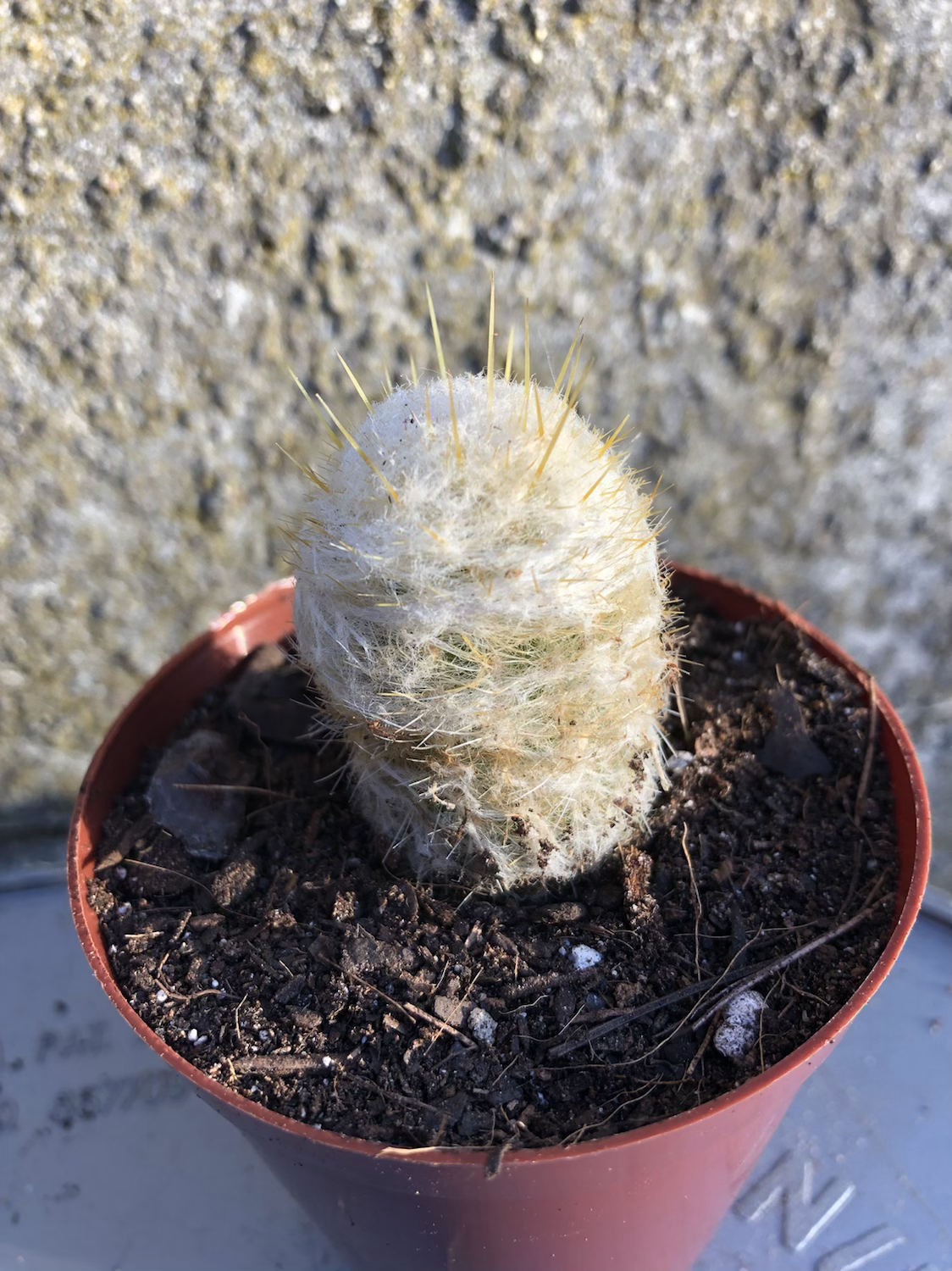 Cactus 8 cm pot