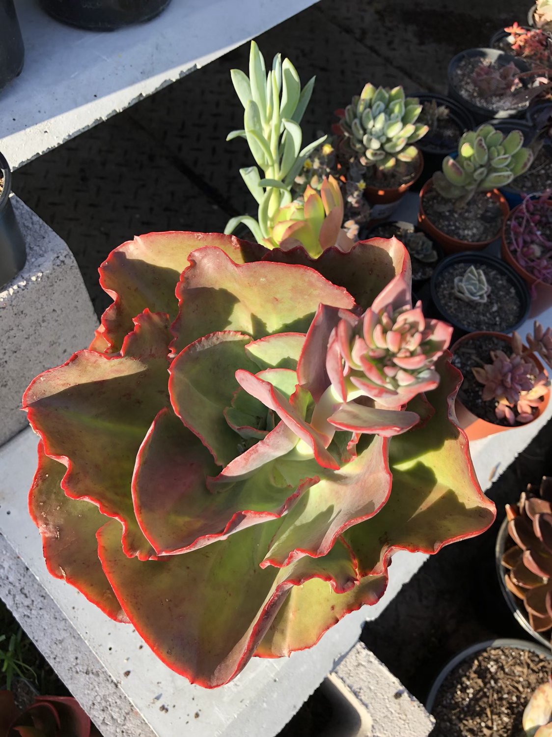 Echeveria Big Red 25 cm