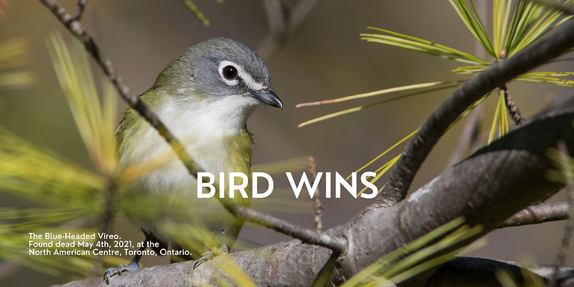 BIRD WINS.jpg