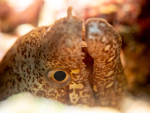 marine species in Batangas