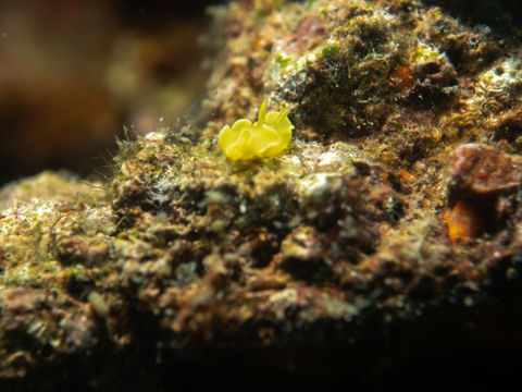 marine species in Batangas