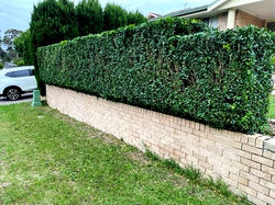 Hedging_edited
